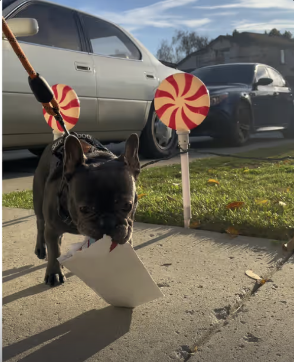 Frenchie is getting mail from her mailbox !!!